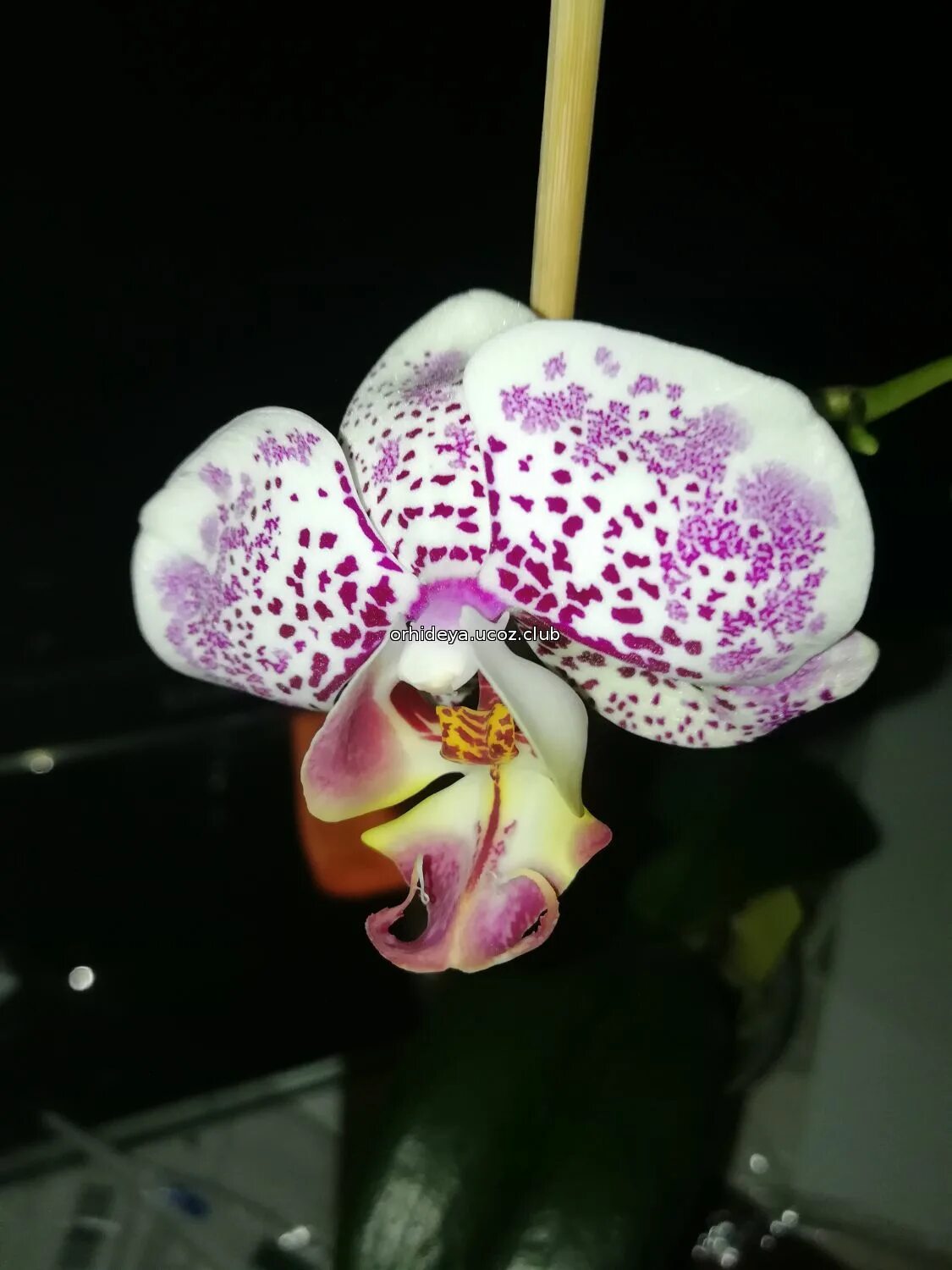 Phalaenopsis ever spring prince. фаленопсис leopard prince. Ever spring prince 'star. фаленопсис mei dar prince. фаленопсис spring prince.