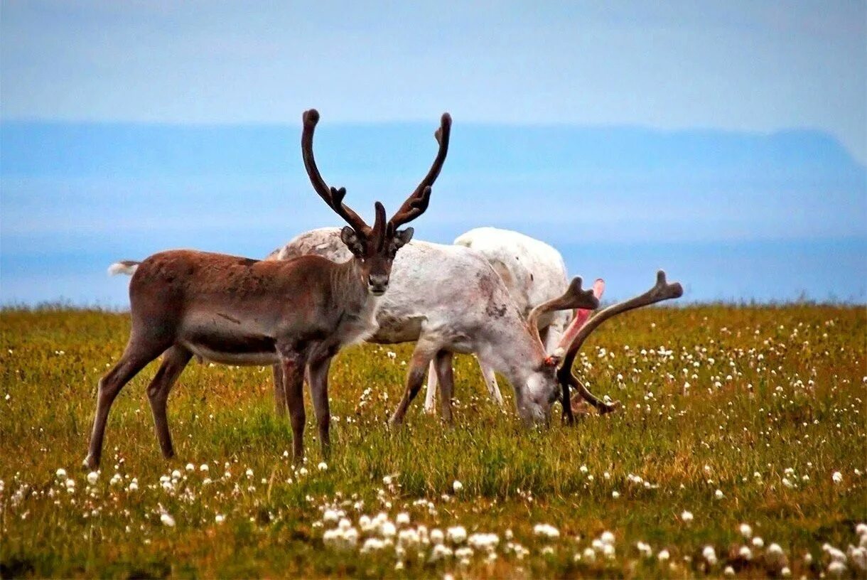 Шпицбергенский северный олень. Животные тундры. Дикий северный олень в тундре. Тундра про животных. Тундра про животных.
