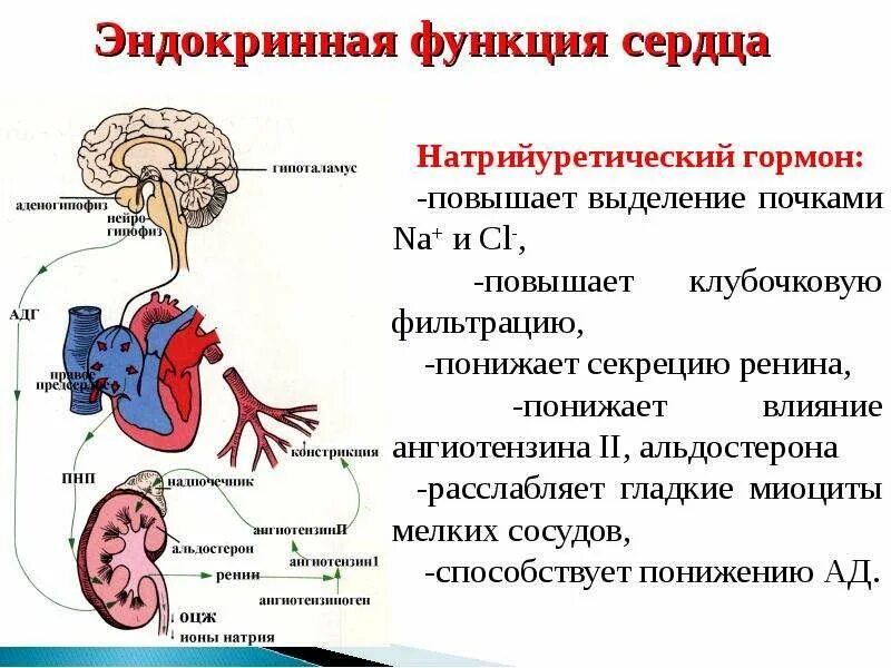 Эндокринная система сердца. Эндокринная секреция клеток сердца. Гормоны эндокринных клеток сердца. Эндокринная функция сердца гормон.