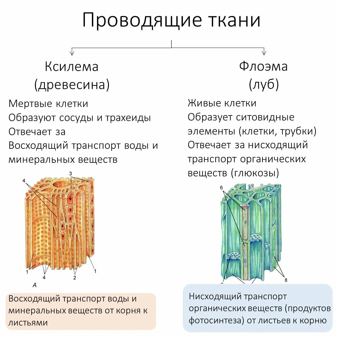 Что такое ксилема. Ткани растений ксилема флоэма. проводящая ткань ксилема и флоэма таблица. луб флоэма древесина ксилема. проводящая ткань ксилема и луб.