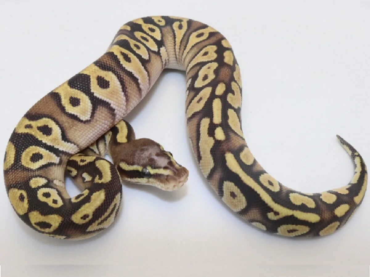 Head python