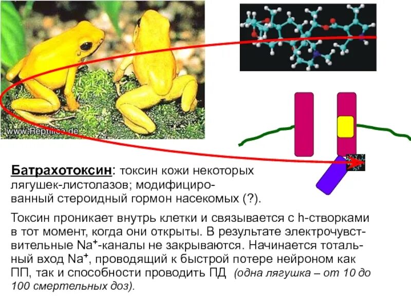 Батрахотоксин лягушка. Яд батрахотоксин. Батрахотоксин формула. Молекула батрахотоксин. Сильнейшие токсины