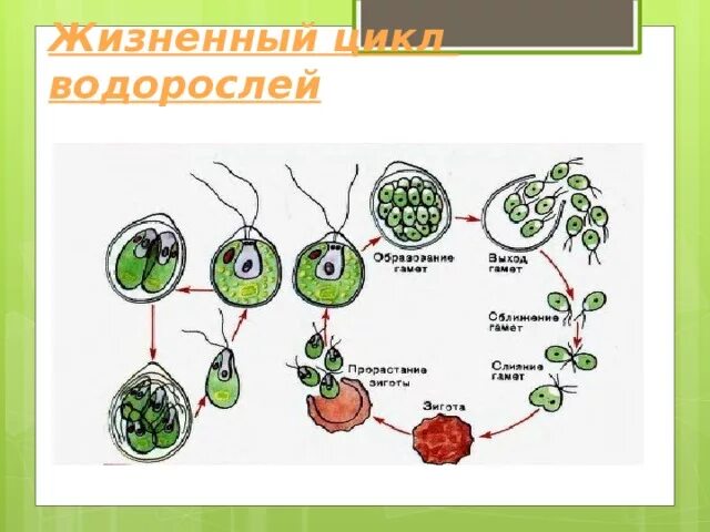 Какое поколение у водорослей. Жизненный цикл водорослей схема. Схема развития водорослей. Цикл развития зеленых водорослей. Жизненные циклы растений водоросли.