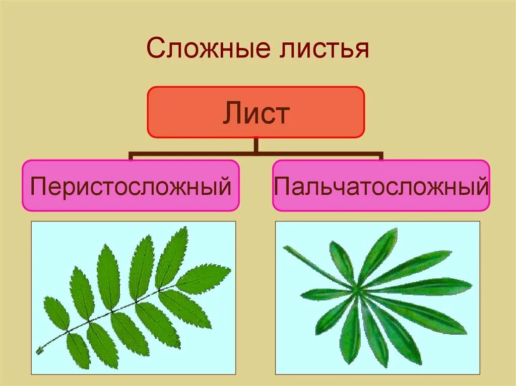 Перистосложные и пальчатосложные листья. Тройчатосложный черешковый лист. Сложные непарноперистые листья. Растения со сложными листьями. Какой лист называют сложным