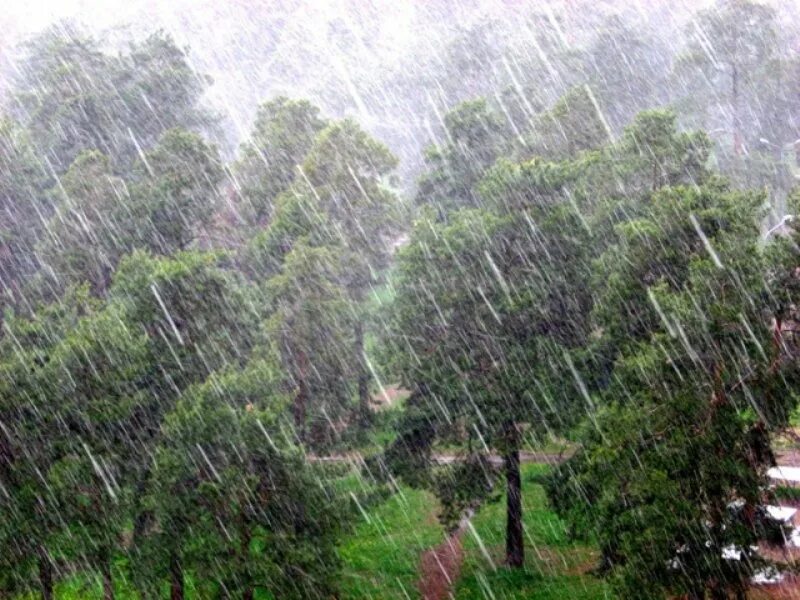 Я уже предвкушал как ливень хлынет. Косой дождь. Явления природы дождь. Сильный дождь в лесу. Ливневые дожди.