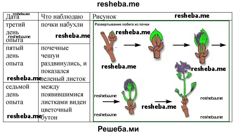 Побег вырастающий из почки. Развертывание побега из почки. Развертывание почек растения. Побег и почки 6 класс биология. Развитие побега.