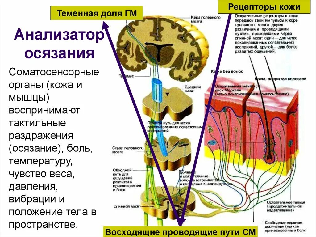 Анализатор состоит из рецепторов и проводящих. Схема анализатора кожной чувствительности. Строение кожного анализатора анатомия. Периферический отдел анализатора кожной чувствительности. Схема проводящего пути вкусового анализатора.