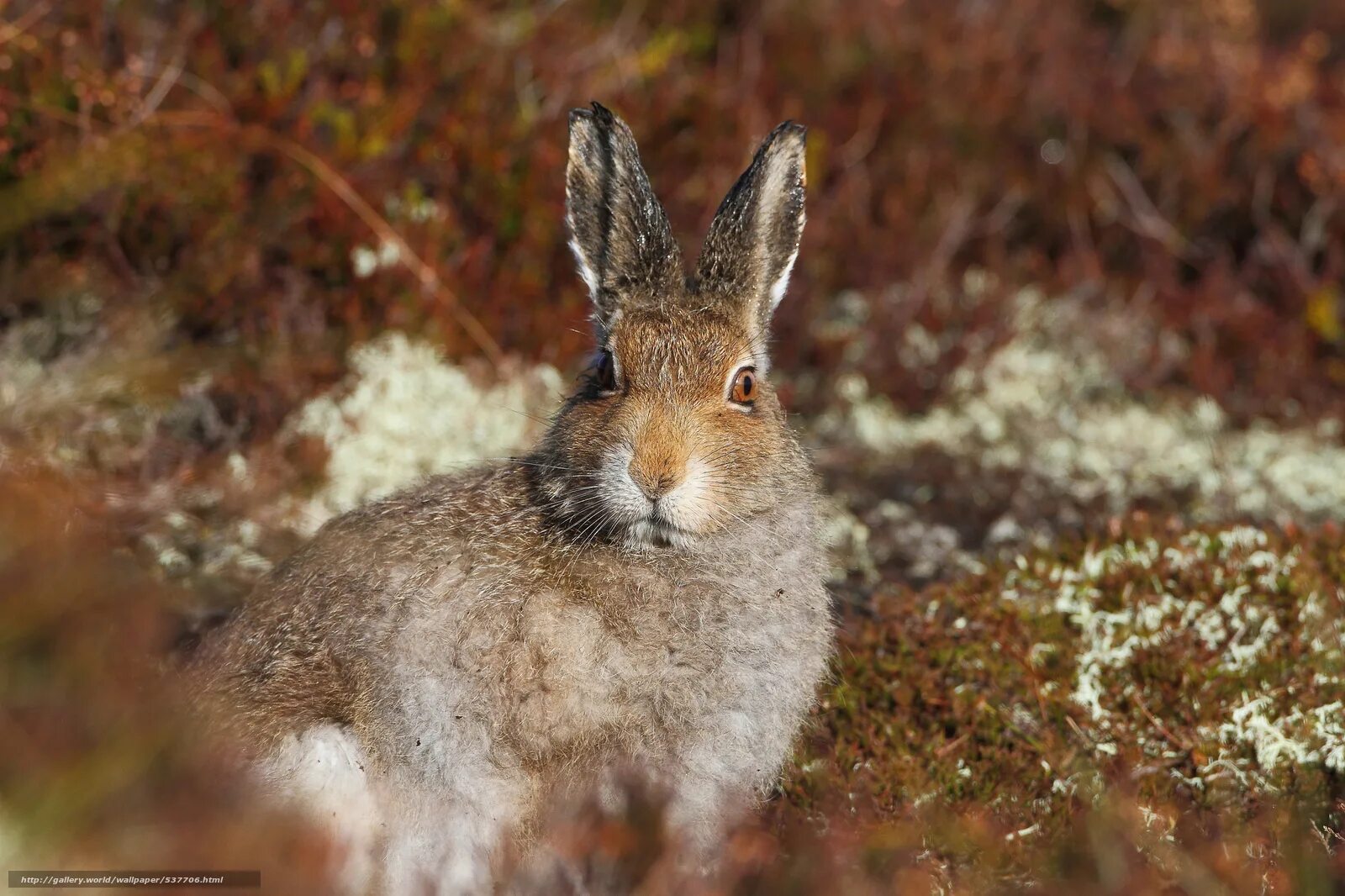 заяц русак физиологический критерий. заяц беляк в тайге. заяц беляк карелия. заяц русак карелия. заяц русак в полный рост.