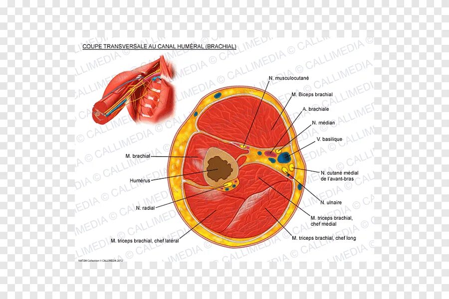 Поперечный распил плеча на уровне средней трети. Поперечный распил плеча в средней трети. Поперечный распил плеча в средней трети. Поперечный распил предплечья. Поперечный срез плеча верхняя треть.
