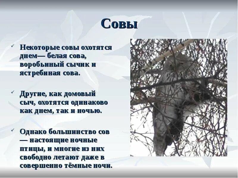 Сова охотится не днем а ночью схема. Сова охотится орел взмахнул. допиши предложение сова охотится. совы охотятся ночью книга.