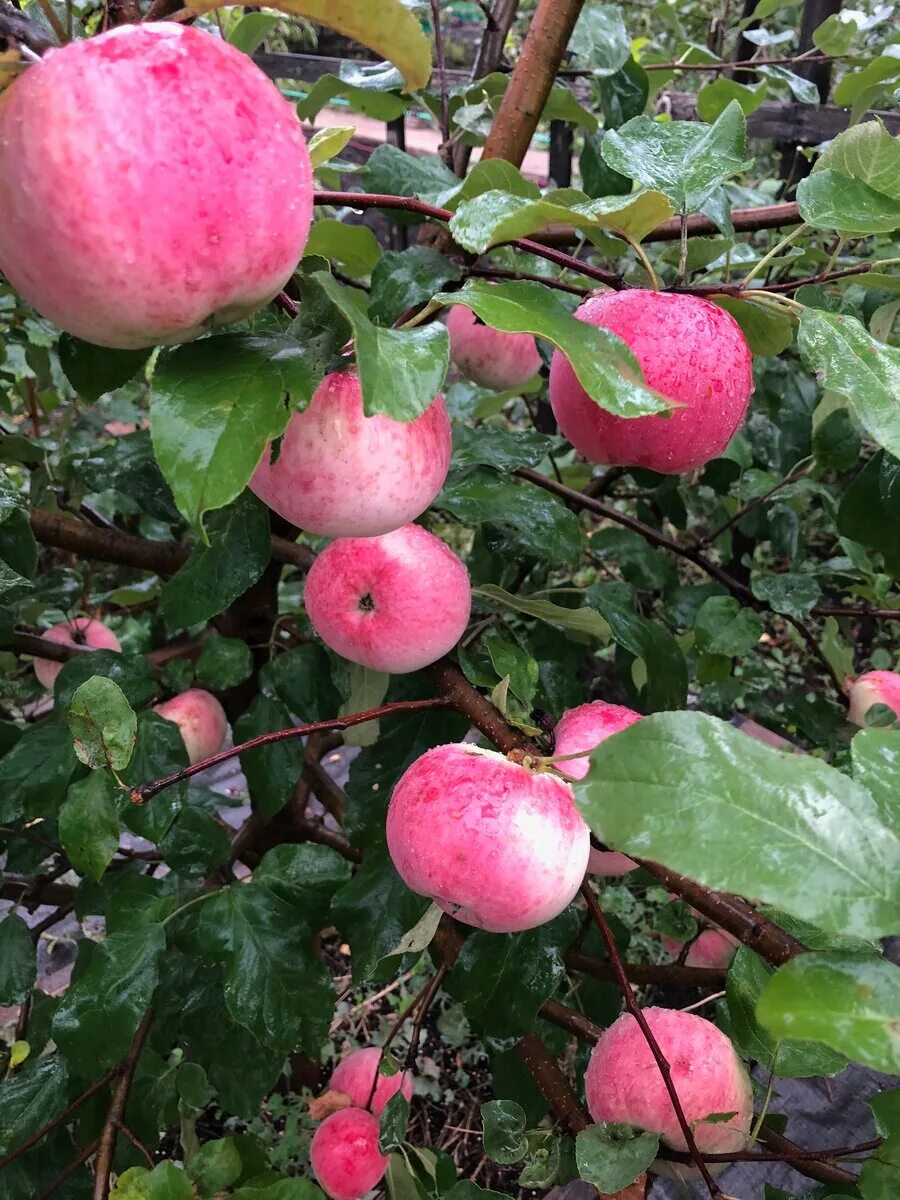 Яблоки Мельба. Воргуль яблоня. Яблоня "розовый налив" (Malus domestica). Яблоня «Вишневое (Вишневая)».