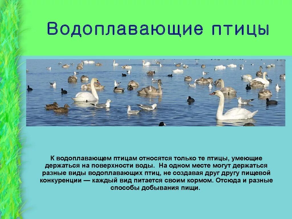 Особенности водоплавающих птиц. Водоплавающие птицы презентация для детей. Птицы водоплавающие и околоводные. Образ жизни водоплавающих птиц.