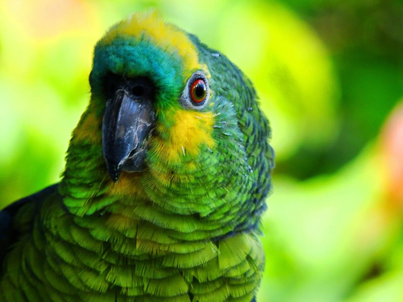 I ve parrot. Изображения с расширением jpg. Любой для попугай. Фотографии с расширением bmp. Фотографии в формате jpg.