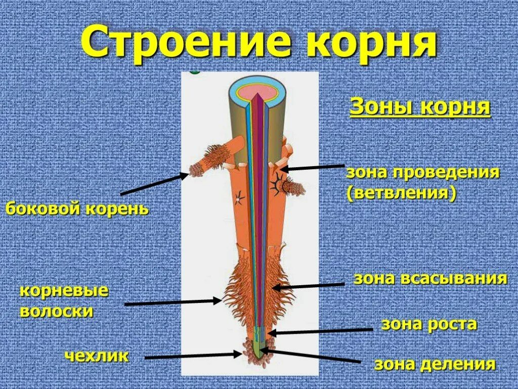 Каково строение корня. Строение корня растения. Внутреннее строение корня 6 класс биология. Строение корня внутреннее строение.