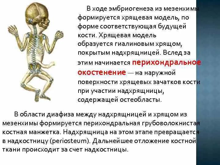 Виды хрящей скелета. Хрящевой и костный скелет закладываются в процессе эмбриогенеза из. окостеневание хрящевгого скелета. развитие кости в эмбриогенезе. эмбриогенез костей скелета туловища.