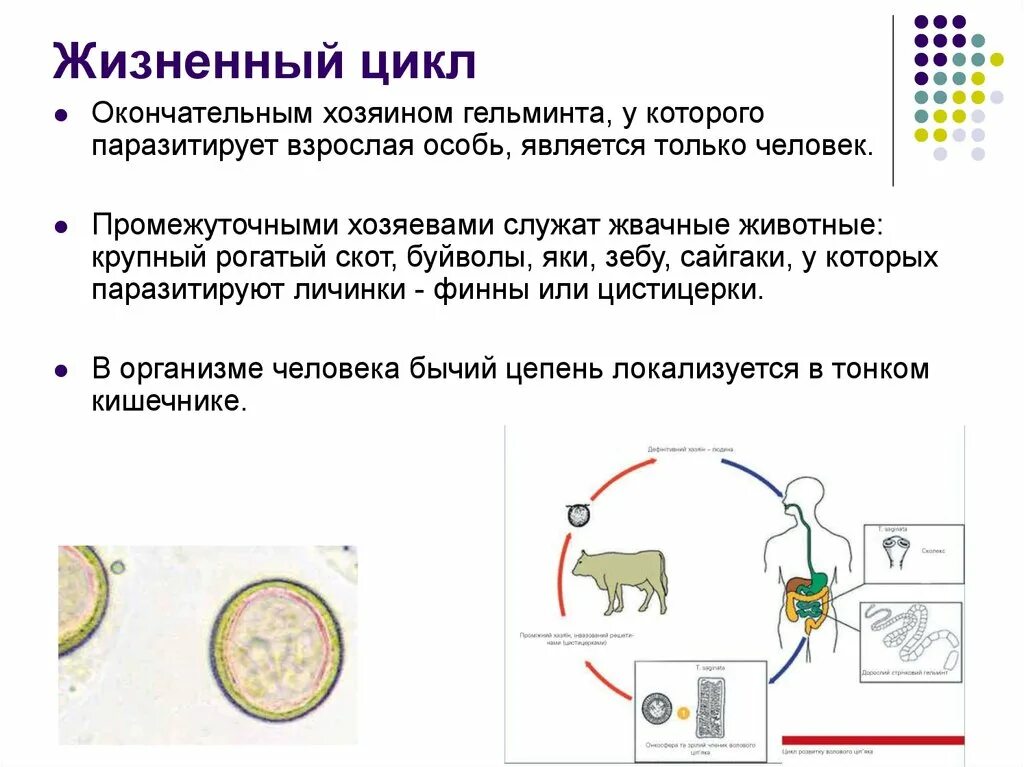 Жизненный цикл бычьего цепня начиная с яиц