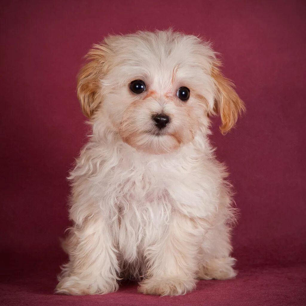 грумер мальтипу. стрижки мальтипу девочки. мальтипу f3. мальтипу стандарт. мальтипу абрикосовый.