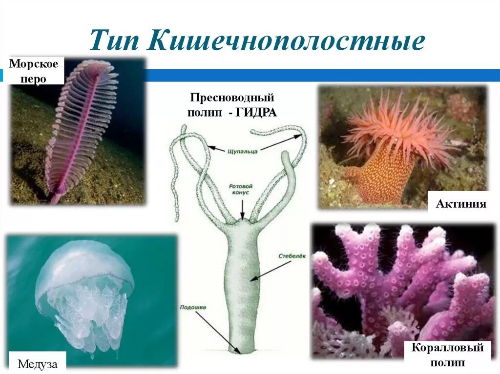 Представители кишечнополостных 5 класс биология. Кишечнополостные 5 класс биология. Беспозвоночные Кишечнополостные гидра. Кишечнополостные представители 5 класс. Медуза какая симметрия тела