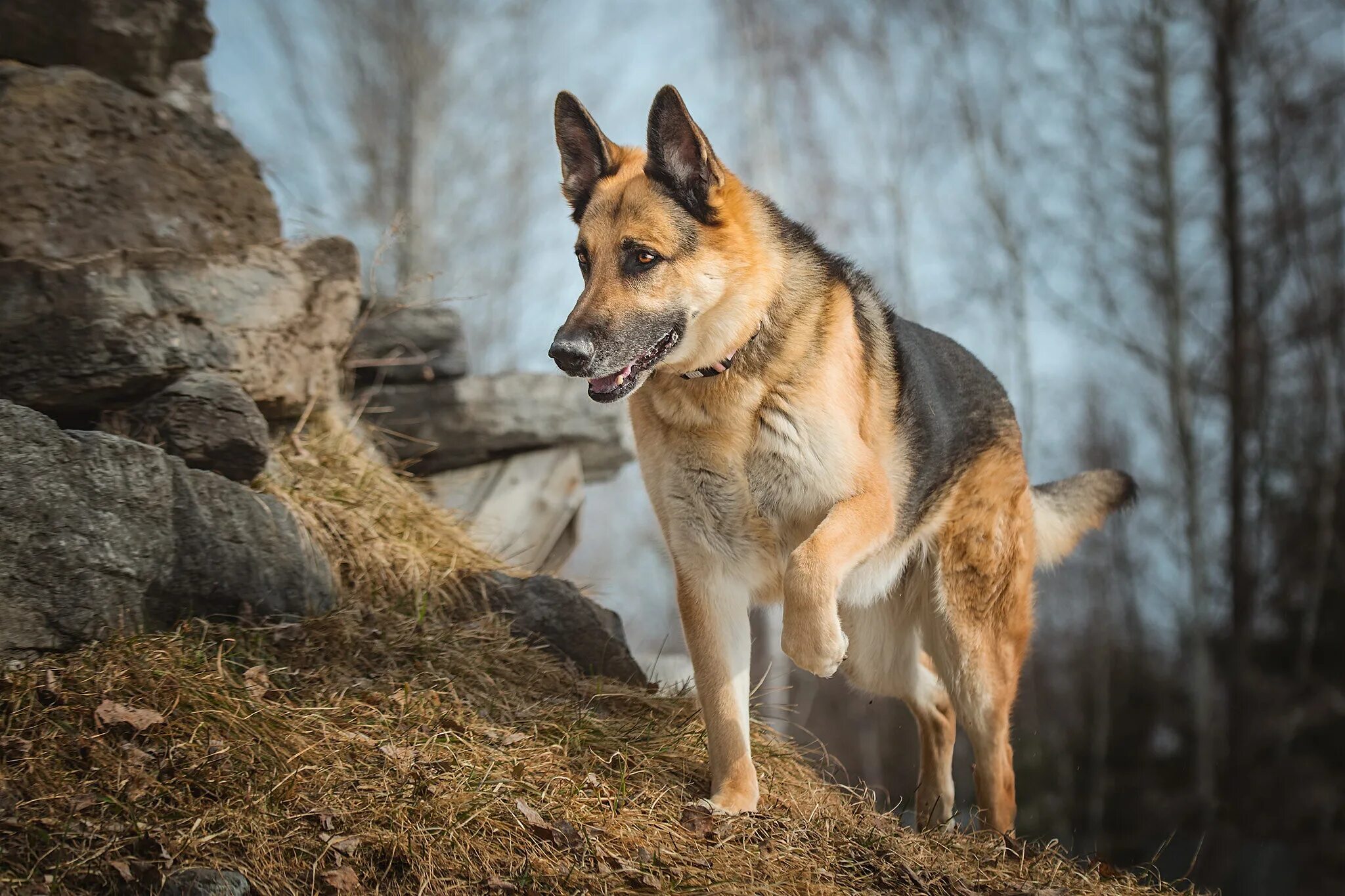 Собака на немецком. Баварская овчарка Shepherd. Северная овчарка. Немецкая овчарка охотничья. Немецкая сторожевая овчарка.