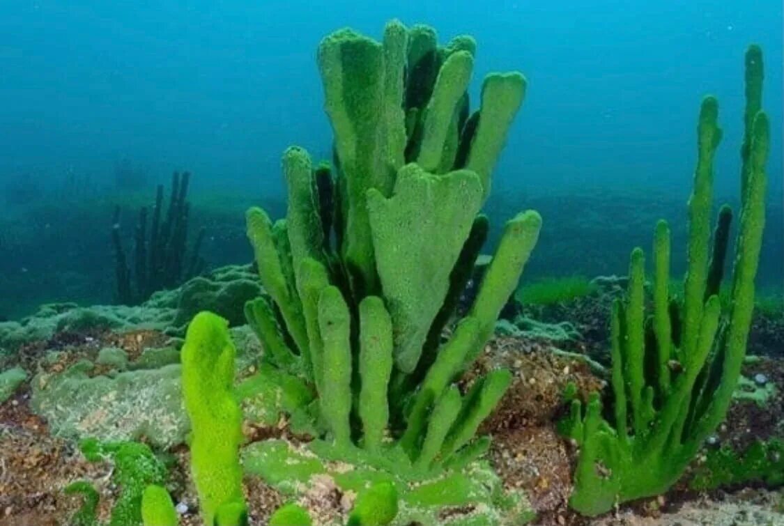 Lubomirskia Baicalensis (Байкальская губка). Синезеленые водоросли Байкала. Водоросли эндемики Байкала. Озеро Байкал Байкальская губка.