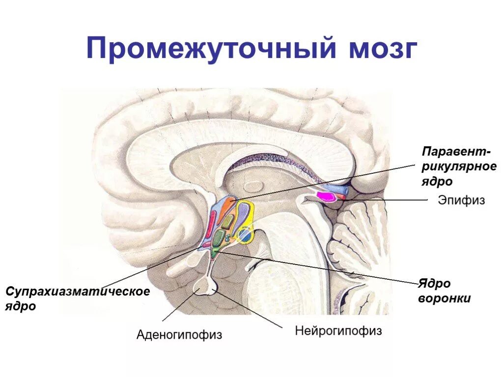 Строение промежуточного мозга гипоталамус гипофиз. Функции гипоталамуса промежуточного мозга. Надперекрестное ядро гипоталамуса. Ядра промежуточного мозга схема.