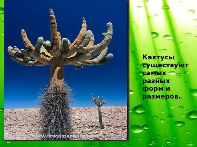 Проект про кактусы 6 класс Файл:Мой колючий дркг- кактус буклет для родителей wiki SPK