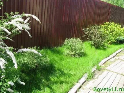 Зелень в палисаднике вскрикнет