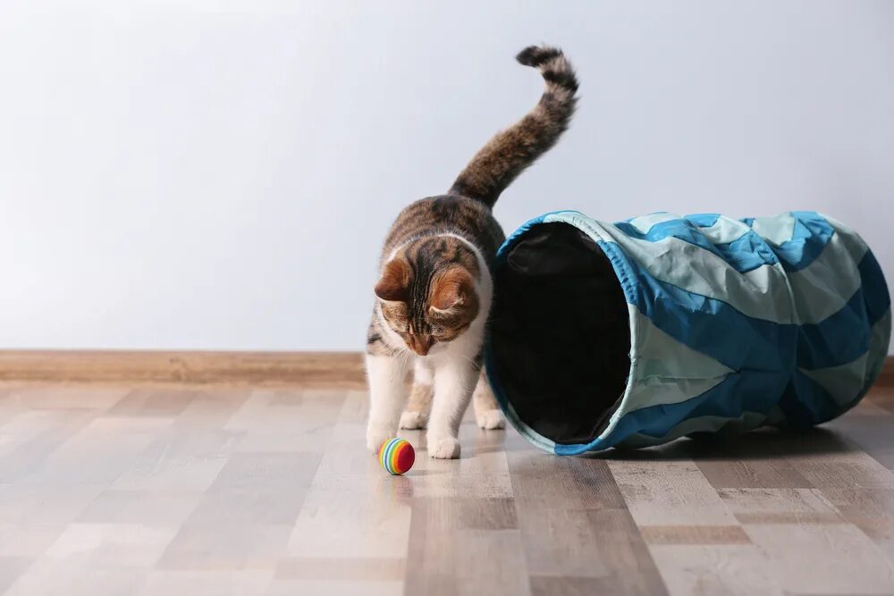 Оставляем кошку на неделю дома. Кошка играет. кошка играет дома. котики играют дома. кот играет с игрушкой.