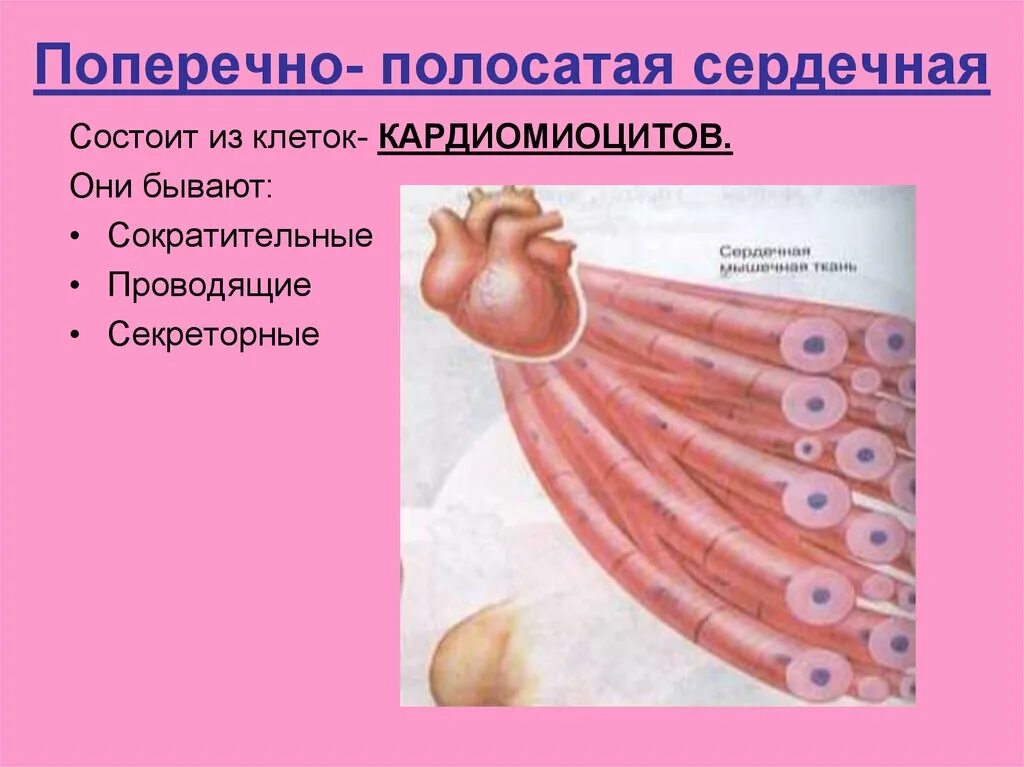 Расположение клеток поперечно полосатой ткани Изображения особенности мышечной ткани таблица #69