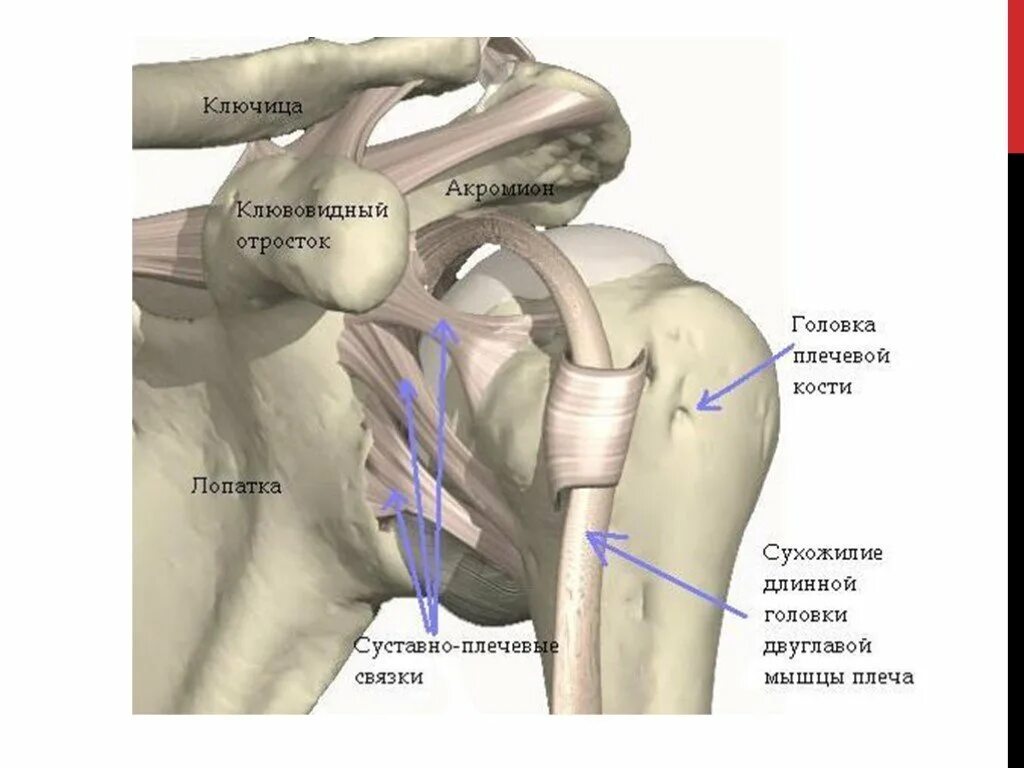 Плечевой сустав анатомия строение кости. Связочный аппарат плечевого сустава. Строение плечевого сустава и мышцы. Связки плечевого сустава анатомия. Стучит плечо