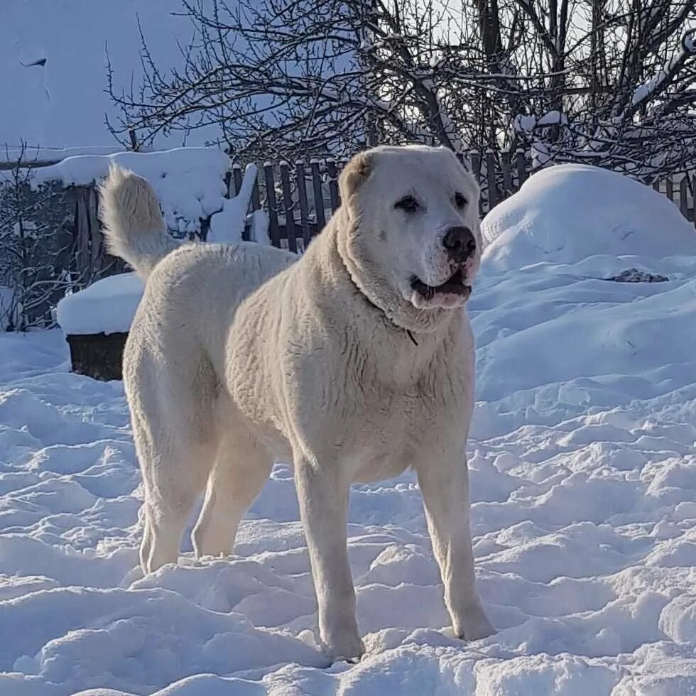 Алабай белый. Среднеазиатская овчарка алабай. Азиатская овчарка алабай. Среднеазиатская овчарка алабай. Среднеазиатский алабай.
