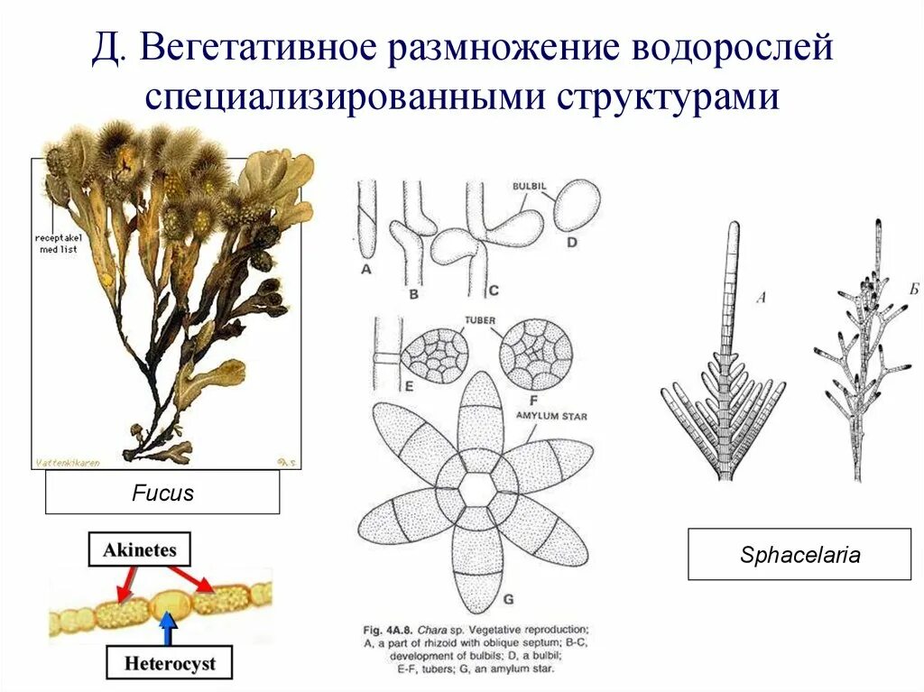 Схема красных и бурых водорослей. Вегетативное размножение водорослей схема. Вегетативное размножение бурых водорослей. Размножение бурых водорослей схема. Бесполое вегетативное размножение водорослей.