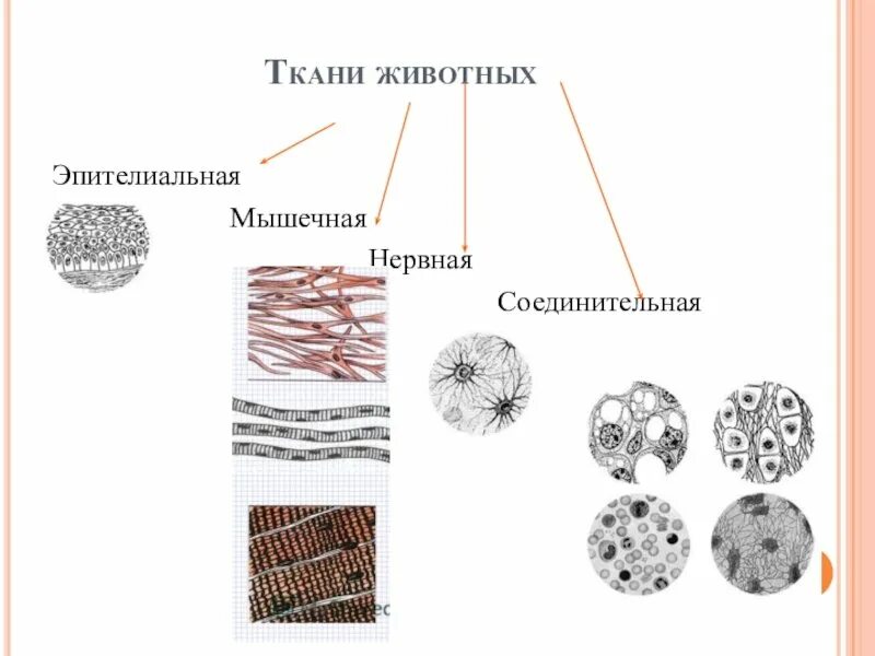 Ткани животных эпителиальная и соединительная. Животные ткани эпителиальная соединительная мышечная. Ткани животных эпителиальная соединительная мышечная нервная. Соединительная ткань мышечная ткань нервная ткань эпителиальная. Ткани животных организмов