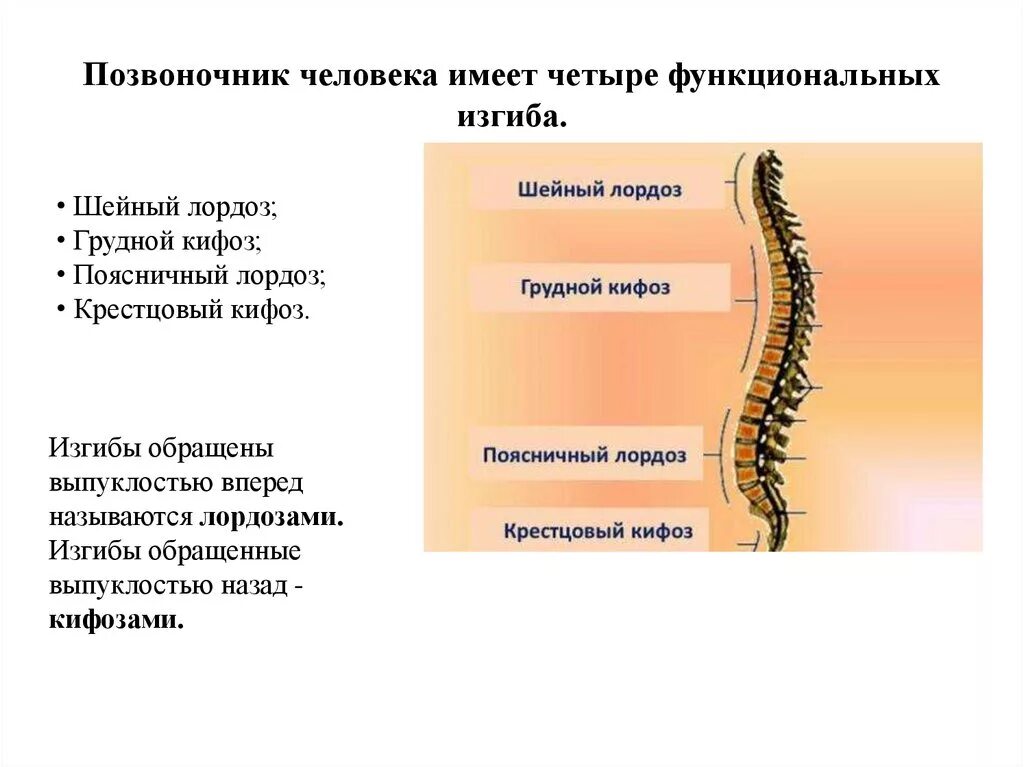 Естественные изгибы позвоночника