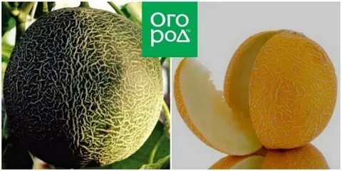 Дыня злато