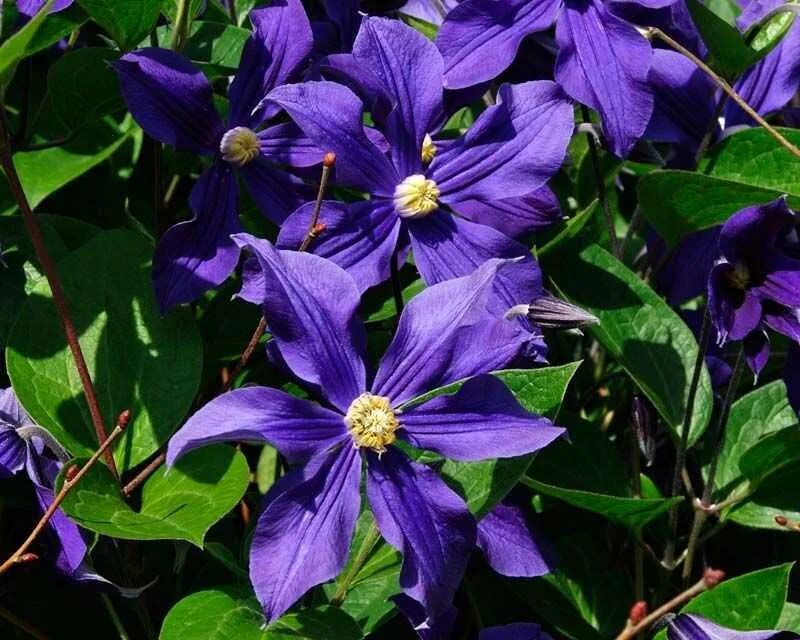 Клематис durandii. Клематис дуранда. Клематис Дюрана durandii. Клематис Clematis durandii.