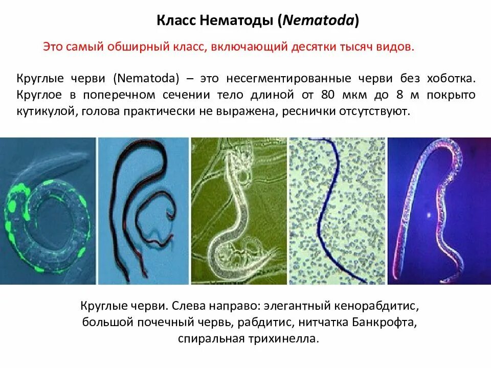 Тип круглые черви класс нематоды 7 класс. Круглые черви, класс Nematoda;. Nemathelminthes – круглые черви, класс Nematoda. Круглые черви класс нематоды характеристика.