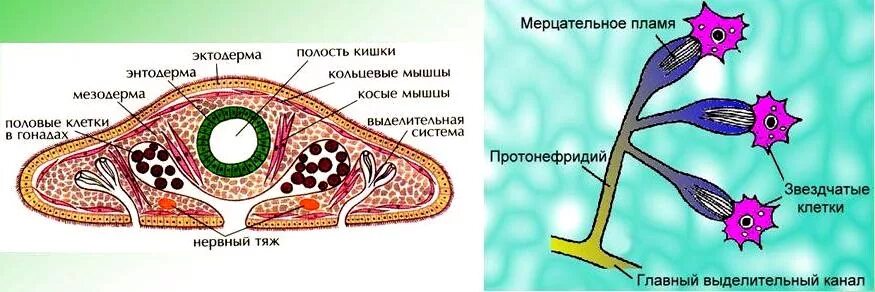 Выделительная система протонефридии. Плоские черви протонефридии. Протонефридии у плоских червей. Протонефридии схема строения. Звездчатые клетки черви