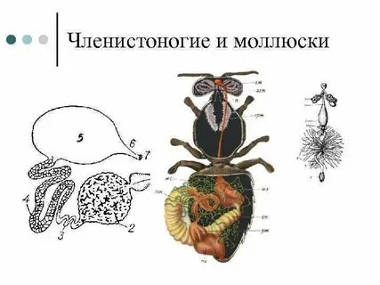 Моллюски и членистоногие