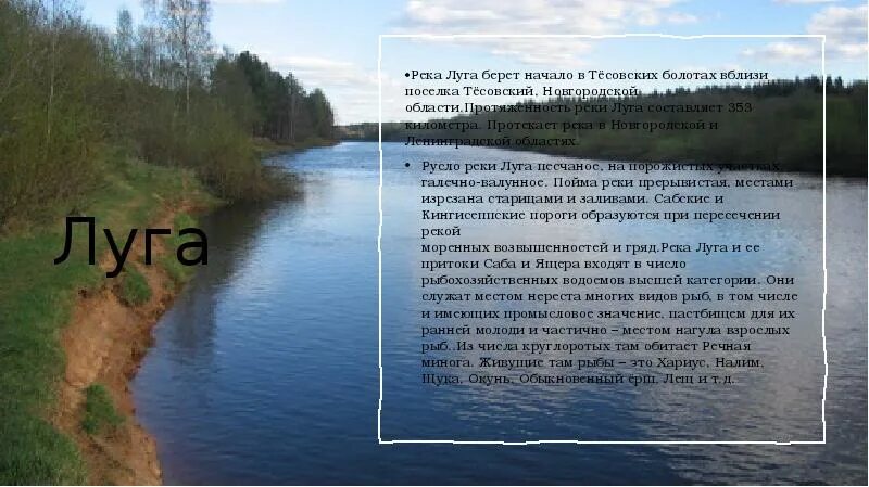 Водные богатства ленинградской области. Река Луга в Ленинградской области. Река Луга реки Ленинградской области. Реки и озера в Ленинградской. Река Луга в Ленинградской области описание.