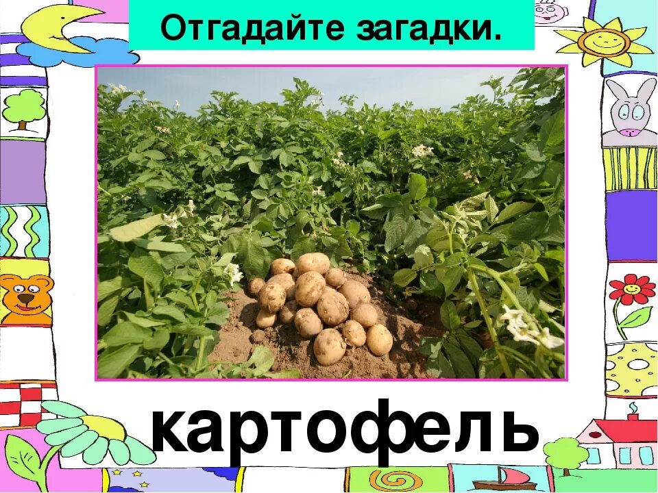 Загадка про картошку. Загадка про картофель. Загадка про картофель для детей. Загадка про картошку для детей. Включи про картошку