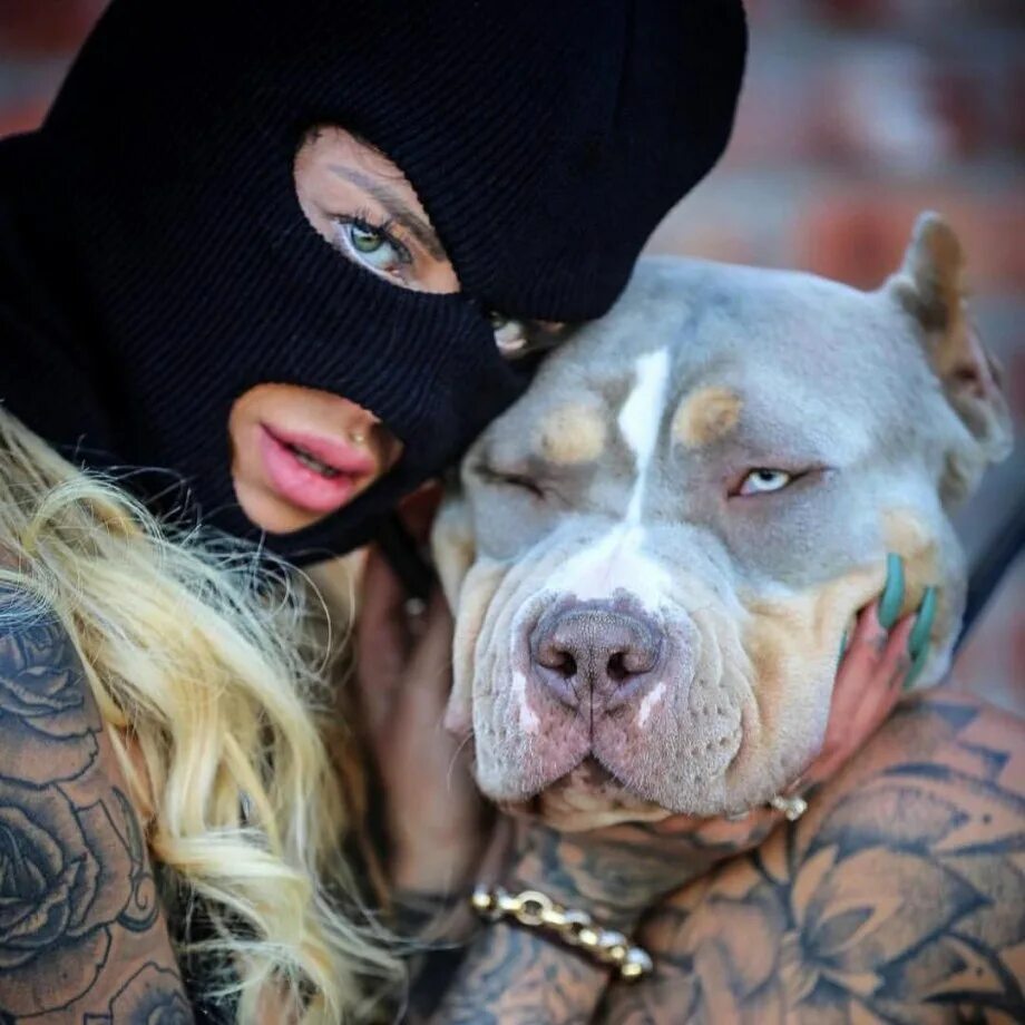 Tania torres. Американский булли и доберман. Девушка с питбулем. Стафф девочка. Девушка стаффа.