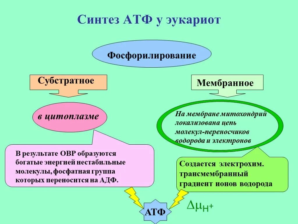 Синтез АТФ. Синтез молекул АТФ. Сирткрез АТФ. Синтез АТФ У эукариот.