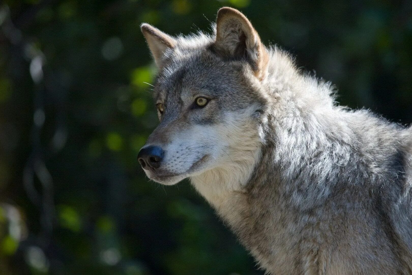 Волкособ. Волк canis Lupus. Макензийский Тундровый волк. Волк Канис Люпус глаза.