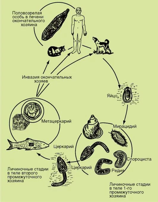 Жизненный цикл кошачьего сосальщика схема. Жизненный цикл кошачьего сосальщика. Описторхоз схема жизненного цикла развития паразита. Сибирская двуустка жизненный цикл.