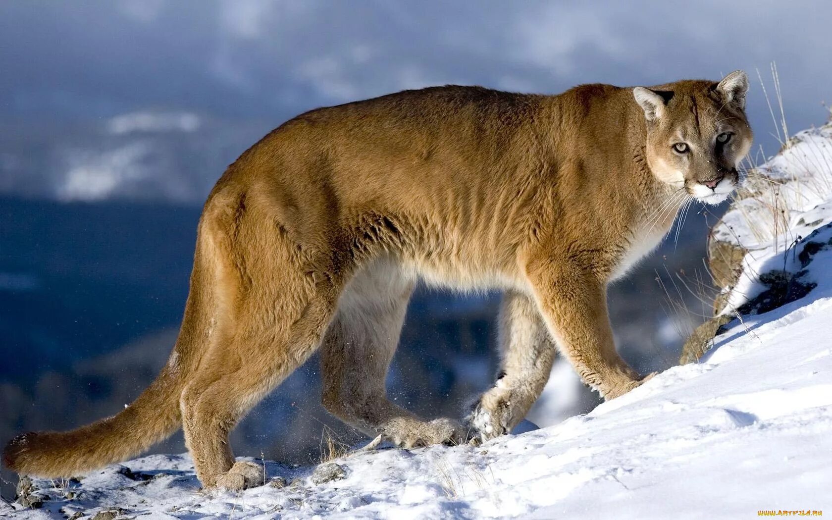 Канадская Пума. Североамериканская Пума. Пума (Puma concolor):. Кугуар горный Лев. Миллер животных