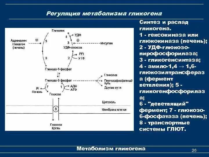 Превращение гликогена в печени. Ветвление гликогена схема. Синтез и распад гликогена биохимия. Схема синтеза гликогена с ферментами. Гликогенолиз глюконеогенез биохимия.