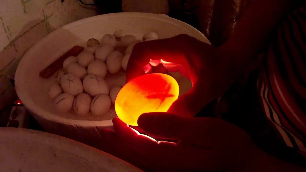 Через сколько дней проверять яйца в инкубаторе. Овоскопирование гусиных яиц. Овоскопирование утиных яиц. Овоскопирование гусиных яиц в инкубаторе. Инкубационное яйцо овоскопирование.