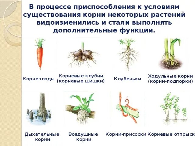 Видоизмененный корень ответ. Корни прицепки видоизменения корня. Ходульные корни видоизменения. Видоизменение корня воздушные корни. Корнеплоды корневые клубни воздушные корни дыхательные корни.