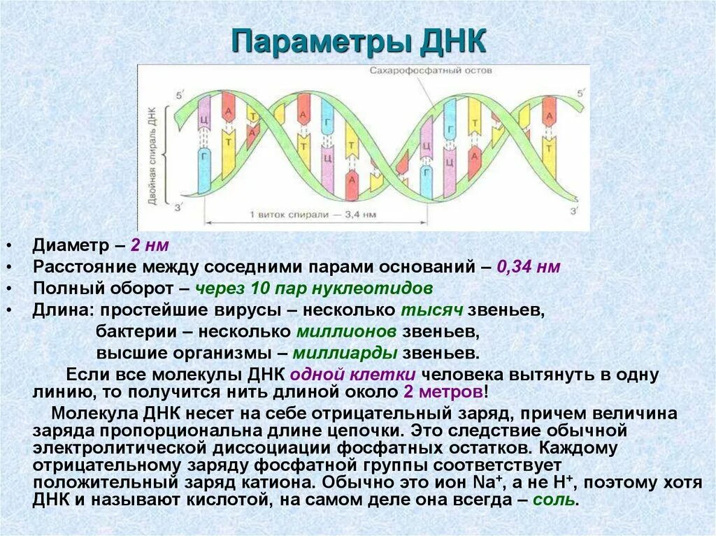 Параметры ДНК. Параметры молекулы ДНК. Параметры двойной спирали ДНК. Заряд ДНК.
